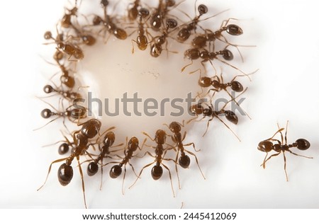 red imported fire ants are gathering on a white cake