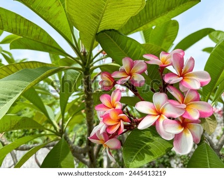 Colorful flowers of tropical photo for card, decoration, illustration