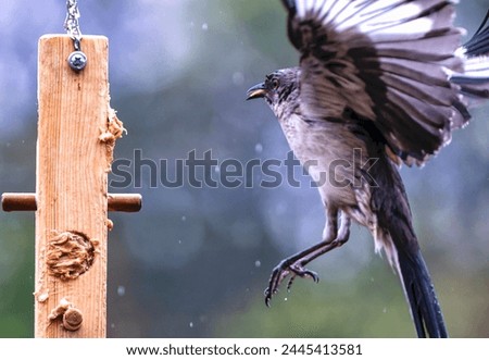 Northern Mockingbird approaches the Peanut Butter bird feeder                               