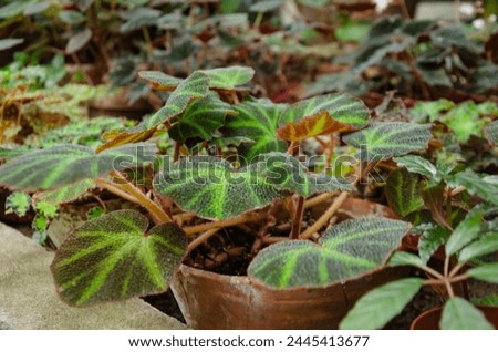 Chloroneura begonia in a ceramic pot among other flowers. High quality photo