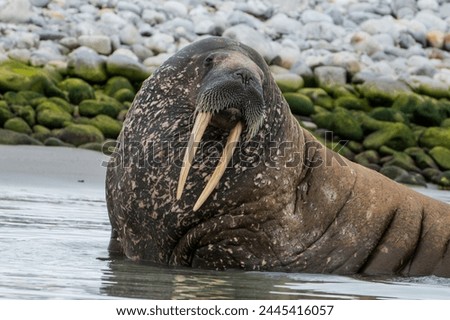 Walrus (Odobenus rosmarus), Magdalenen Fjord, Svalbard, Arctic, Norway, Scandinavia, Europe 