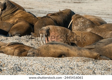 Walrus (Odobenus rosmarus) colony, Torellneset, Svalbard, Arctic, Norway, Scandinavia, Europe 
