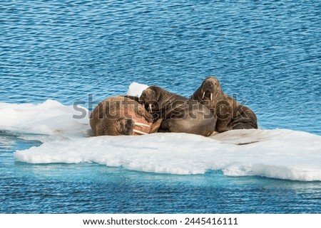 Three walrus (Odobenus rosmarus) on an ice shelf, Arctic shelf, Svalbard, Arctic