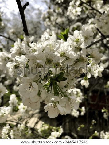 Fruit Tree  photo for flayers, background, post cards and posters Royalty-Free Stock Photo #2445417241