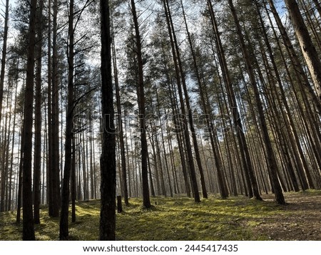 Natural forest background, fir trees, moss on the ground, fairy tail 