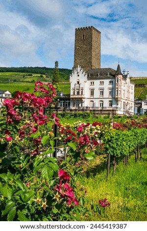 Vineyard in front of the Bruemserburg in Ruedesheim (Rudesheim) on the River Rhine, Rhine Gorge, UNESCO World Heritage Site, Hesse, Germany, Europe Royalty-Free Stock Photo #2445419387