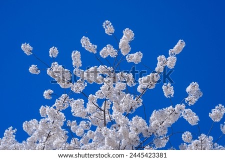 Spring blossom tree branch with white flowers. Spring background. Blooming tree branches white flowers and blue sky background, close up. Cherry blossom, spring garden, orchard, spring sunny day.