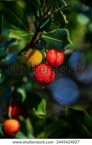 The strawberry tree, which is also called albatross or, poetically, shrub, is an evergreen fruit tree belonging to the Ericaceae family. It is widespread in western Mediterranean countries