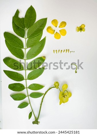 Senna spectabilis yellow flowers also known as golden wonder tree, American cassia, popcorn tree, Cassia excelsa, golden shower tree or Archibald's cassia. Royalty-Free Stock Photo #2445425181