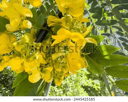 Senna spectabilis yellow flowers also known as golden wonder tree, American cassia, popcorn tree, Cassia excelsa, golden shower tree or Archibald's cassia. Royalty-Free Stock Photo #2445425185