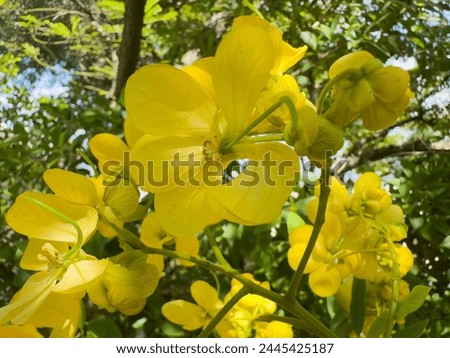Senna spectabilis yellow flowers also known as golden wonder tree, American cassia, popcorn tree, Cassia excelsa, golden shower tree or Archibald's cassia. Royalty-Free Stock Photo #2445425187