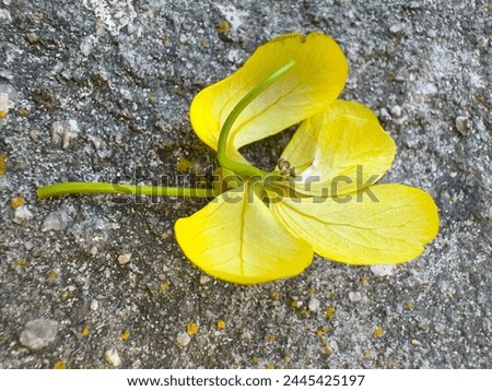 Senna spectabilis yellow flowers also known as golden wonder tree, American cassia, popcorn tree, Cassia excelsa, golden shower tree or Archibald's cassia. Royalty-Free Stock Photo #2445425197