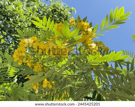 Senna spectabilis yellow flowers also known as golden wonder tree, American cassia, popcorn tree, Cassia excelsa, golden shower tree or Archibald's cassia. Royalty-Free Stock Photo #2445425201