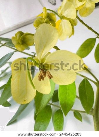 Senna spectabilis yellow flowers also known as golden wonder tree, American cassia, popcorn tree, Cassia excelsa, golden shower tree or Archibald's cassia. Royalty-Free Stock Photo #2445425203