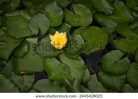 yellow water lily surrounded by green leaves in the water near w