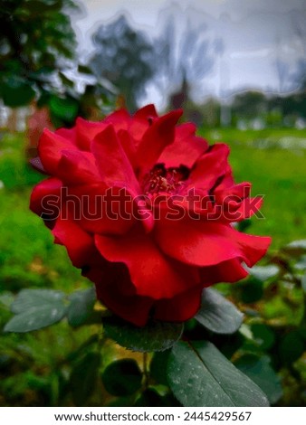 Rose - Picture of Rose 