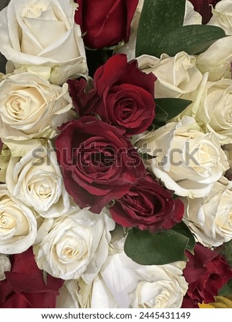 Beautiful white and red roses image