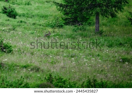One big and wild hare in the forest among the grass, a hare with big ears.