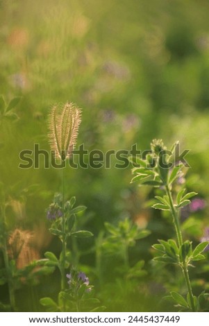 Close-Up of Alfalfa Flowers in Summer. Capture the essence of summer with this vibrant close-up image of alfalfa flowers in full bloom. Royalty-Free Stock Photo #2445437449