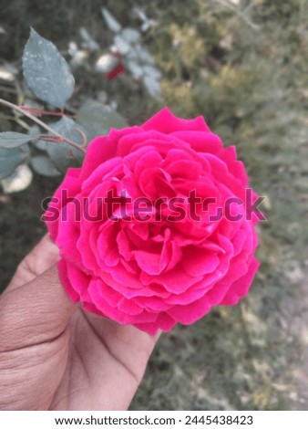 Red Rose , Beautiful Red rose picture, Beauty of Red rose