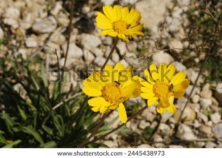Stemmy four-nerve daisy growing in rocky soil during Texas spring season. Royalty-Free Stock Photo #2445438973