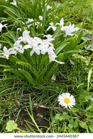 Beautiful spring meadow with white plants, flowers, daisy petals and green grass