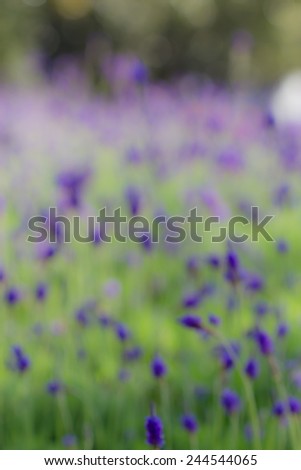 Perspective background with purple lavender flowers
