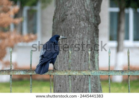 American crow is the common crow over much of the U.S. and Canada. Most easily identified by voice. Common in any open habitats, including fields, open woodlands. High quality photo