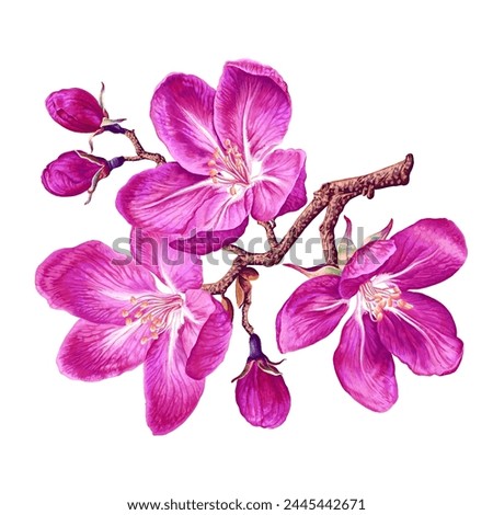 Vector branch with pink spring flowers. Botanical illustration of a flowering fruit tree. Detailed hand drawn isolated on white background ready clip art for your design, flyers, advertising