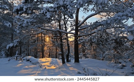 magic winter forest in Oslo Norway