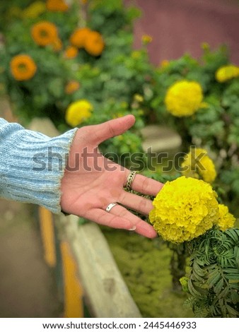 In this picture 
 There is a beautiful yellow flower which make this picture gorgeous 