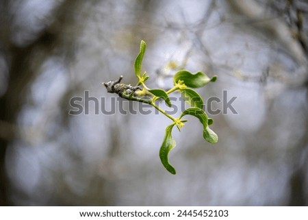 Close up - young mistletoe shoot at the end of a branch, blurred background and fantastic bokeh