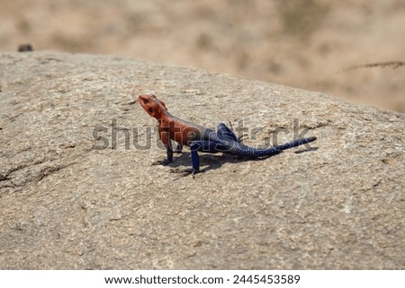 Agama Serengeti. What if Spiderman is actually Lizardman? 