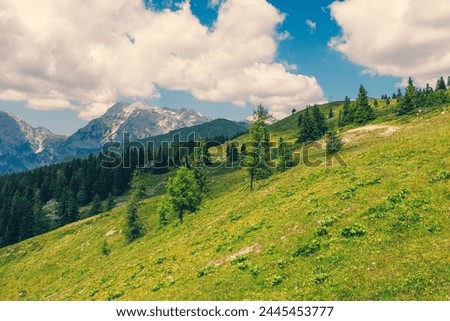Alpine Meadows, Mountain Valley with Trees, Green Grass and Blue Sky with Clouds. Velika Planina, Slovenia