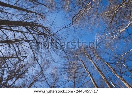 Treetops without leaves against a blue sky designed horizontally with a vintage look.