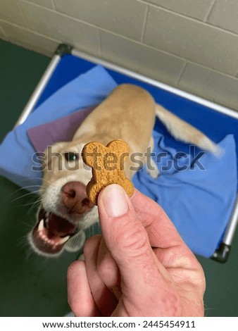 Top view feeding dog treat on raised bed  Royalty-Free Stock Photo #2445454911