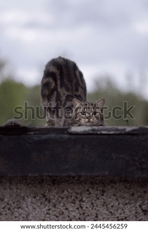 A tabby cat is stretching its back and legs on top of a house roof as it stretches it front paws. Cat is grey with black stripes. Vertical photo. Sky blurred in the background. Copy space to add text.