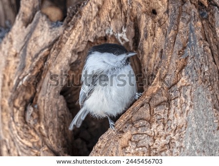 The willow tit (Poecile montanus) is a passerine bird in the tit family, Paridae Royalty-Free Stock Photo #2445456703
