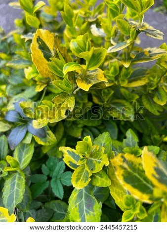 Green bush with small leaves, spring came and the leaves dissolved and turned green, spring background wallpaper, small delicate leaves on a low-stem plant Fresh growth, Spring wallpaper Verdant plant