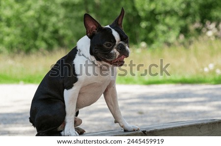 Outdoor head portrait of a purebred Boston Terrier puppy with cute facial expression. Black and white dog on a bench. Funny picture, dog on a bench against a background of green grass.