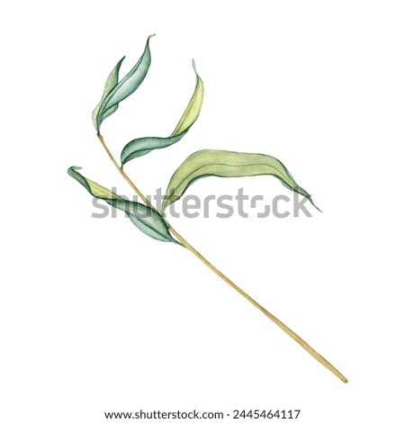 Watercolor illustration fresh foliage weeping willow tree. Simple tree branches with green leaves isolated on white. Hand drawn botanical clip art.