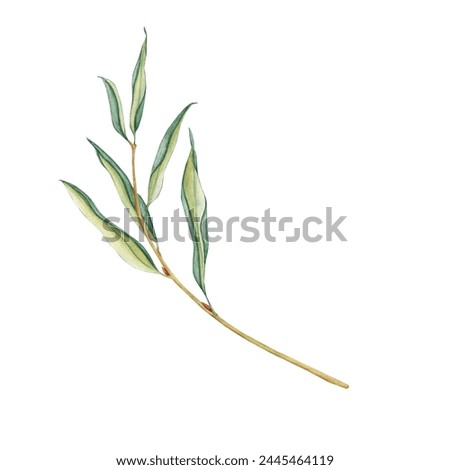 Watercolor illustration fresh foliage weeping willow tree. Simple tree branches with green leaves isolated on white. Hand drawn botanical clip art.