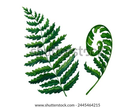 Fern watercolor hand painted illustration in green colors, greenery branch, twig, stem, forest plant isolated on white background for wall art. Clip art for stationery design, postcards and print.