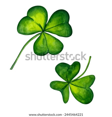 Watercolour illustration green clover leaves on white background. Plant stems. Clip art for card, postcard, wedding invitation, greeting, pattern.