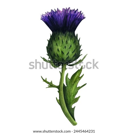 Watercolor thistle, wild flowers illustration, meadow herbs. Hand painted illustration for the design of stationery, posters, wallpaper. Wildlife clip art for print, fabric or background.