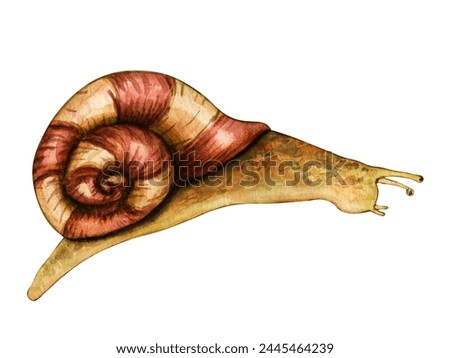 Watercolor snail animal isolated on white background. Hand painted illustration for the design of stationery, posters, wallpaper. Wildlife clip art for print, fabric or background.