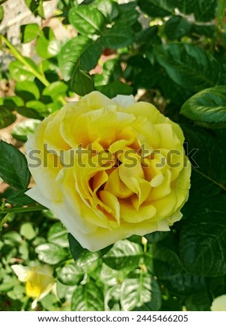 Exquisite yellow roses representing friendship and joy."