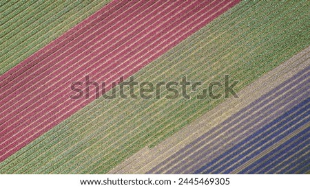 Tulip agricultural fields aerial view from drone. beginning of season as pretty colour flowers bloom planted in rows in Dutch fields. traditional icon of Holland Netherlands popular with tourists iphone