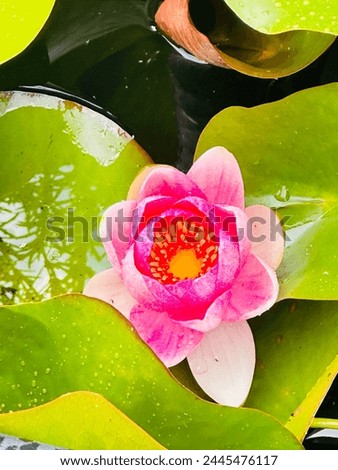 Lotus flower pictures  nature pictures 