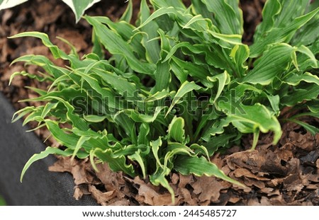 Small-sized variegated twisted green-leaved with narrow yellow edges Hosta Electrocution grows on an exhibition in May Royalty-Free Stock Photo #2445485727
